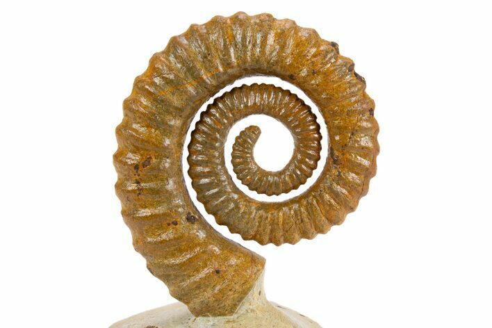 Early Devonian Ammonoid (Anetoceras) - Tazarine, Morocco #300388